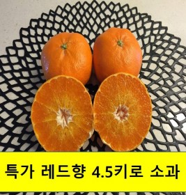 특가 레드향 소과 (4.5kg, 10kg)