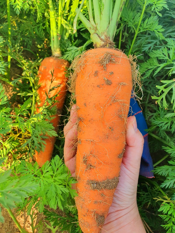 제주 햇당근 10kg(23년12월수확예정)