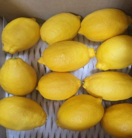 제주 레몬 (1kg, 2kg 3kg 4.5kg 10kg)