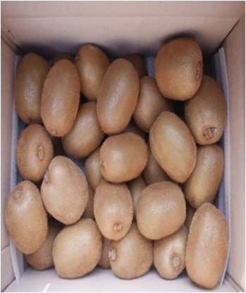 제주골드키위(3kg,5kg,10kg)