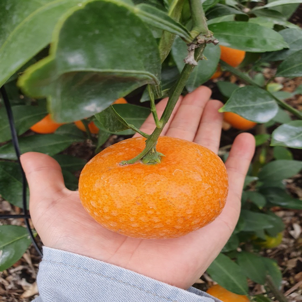 고당도 홍미향(3kg 5kg 10kg)